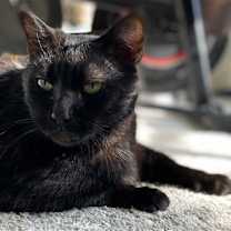 Thumbnail photo of Shadow #2