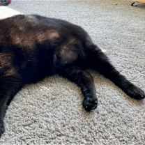 Thumbnail photo of Shadow #3