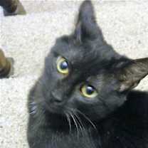 Thumbnail photo of Shadow #4