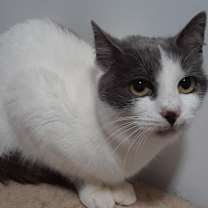 Thumbnail photo of Celeste #2