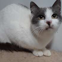Thumbnail photo of Celeste #1