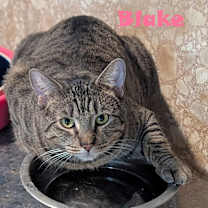 Thumbnail photo of Blake #2