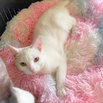 Thumbnail photo of Dot INDOOR ONLY #2