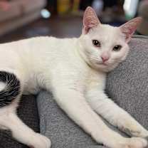 Thumbnail photo of Dot INDOOR ONLY #3