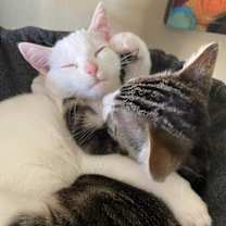 Thumbnail photo of Dot INDOOR ONLY #4