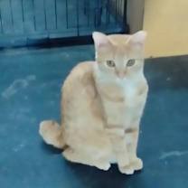 Thumbnail photo of Pumpkin #4