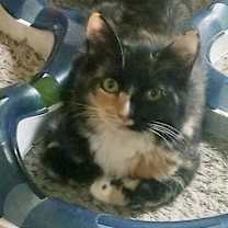 Thumbnail photo of liza #2