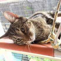 Thumbnail photo of Tigger #1