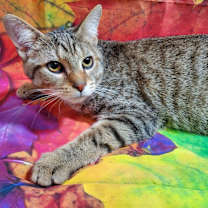 Thumbnail photo of Mushu #1