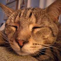 Thumbnail photo of Mushu #3