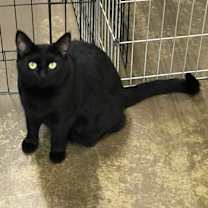 Thumbnail photo of Shayla #3