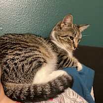 Thumbnail photo of Tiny #3