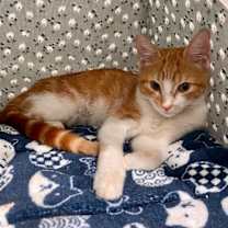 Thumbnail photo of SCOUT #4