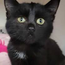 Thumbnail photo of Ainslee #1