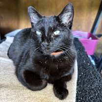 Thumbnail photo of BINKY #2