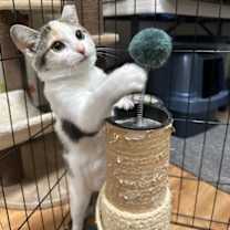 Thumbnail photo of Kalani #2