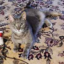 Thumbnail photo of MILES (COURTESY POST) #2