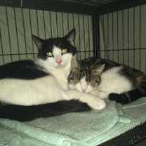 Thumbnail photo of Brandon #1