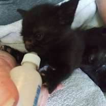 Thumbnail photo of Ernie #3