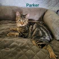 Thumbnail photo of Fulton & Parker #2