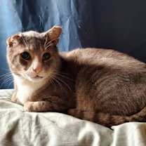 Thumbnail photo of Droopy #1