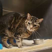 Thumbnail photo of Earl Grey (Buster) #2