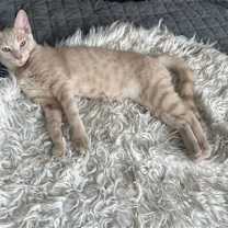 Thumbnail photo of Meadow #3