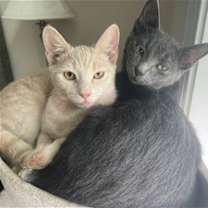 Thumbnail photo of Meadow #4