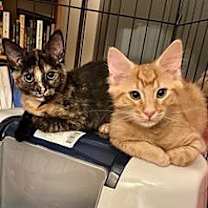 Thumbnail photo of Sophie #4