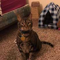 Thumbnail photo of DUNKIN (COURTESY POST) #2