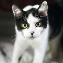 Thumbnail photo of Luciano #2