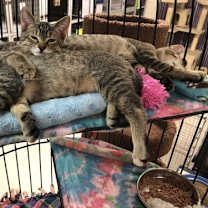 Thumbnail photo of LOTS of Kittens #1