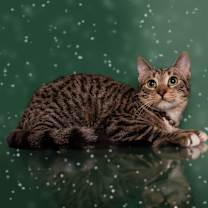 Thumbnail photo of ACE #3