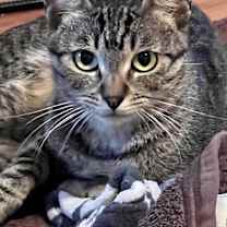 Thumbnail photo of Chester #2