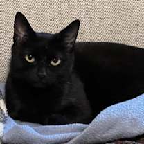 Thumbnail photo of Chester #3