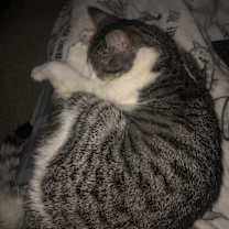 Thumbnail photo of Chickie #4