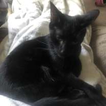 Thumbnail photo of Chile #4