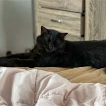 Thumbnail photo of zz 'Nina' courtesy listing #1