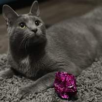 Thumbnail photo of Zuul Silver #1