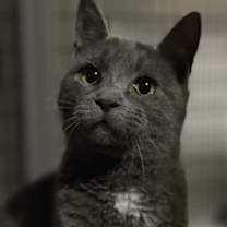 Thumbnail photo of Zuul Silver #2