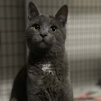 Thumbnail photo of Zuul Silver #3