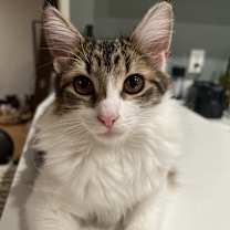 Thumbnail photo of Luffy (bonded to Stewie) #2