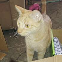 Thumbnail photo of Mango #2