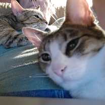 Thumbnail photo of Scamper #4