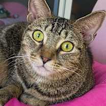 Thumbnail photo of GRACIE #1