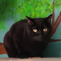 Thumbnail photo of Midnight #4