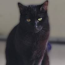 Thumbnail photo of Midnight #3