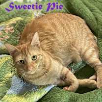 Thumbnail photo of Sweetie Pie #1