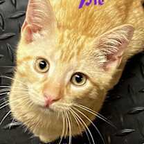 Thumbnail photo of Sweetie Pie #2
