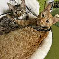 Thumbnail photo of Sweetie Pie #3